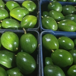 Fresh Choquette Avocado